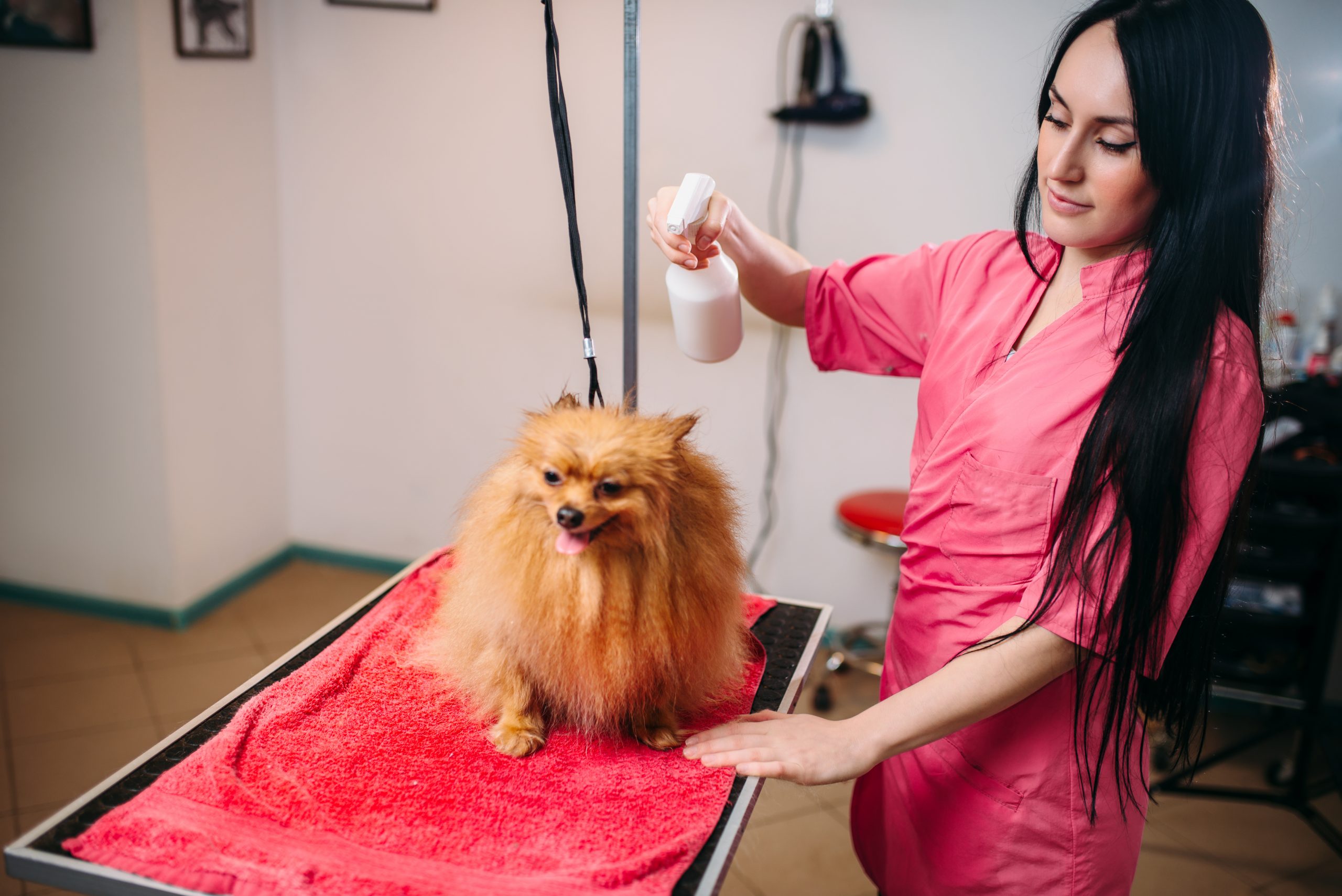 Profissional perfumando cachorro com perfume específico para pets.